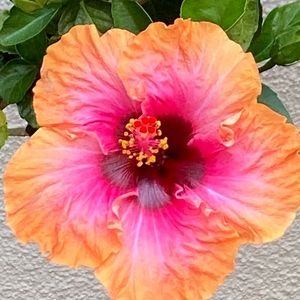 Meet your Posher, Georgeann